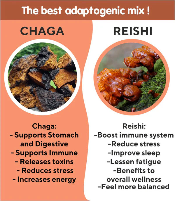 REISHI MUSHROOM paired with Cloves which helps improve Testosterone, Energy and Fight Chronic Tiredness?