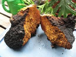 ADIRONDACK CHAGA: WHOLE BODY IMMUNITY,  mild tasting Adirondack, N.Y. American Chaga