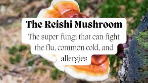 REISHI MUSHROOM paired with Cloves which helps improve Testosterone, Energy and Fight Chronic Tiredness?