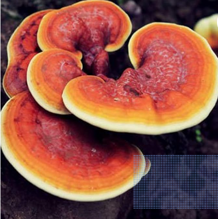 REISHI MUSHROOM paired with Cloves which helps improve Testosterone, Energy and Fight Chronic Tiredness?