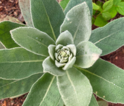 Fight coughs and colds and flu! Wild foraged Mullein leaf with added Bee Pollen For Stamina!