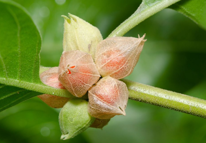 Help Relieve Stress & Anxiety, Boost Your Energy & Vitality with Ashwagandha and Mint