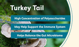 TURKEY TAIL MUSHROOM> helps improve immunity and to prevent UTI's. A great source of energy!