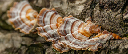 TURKEY TAIL MUSHROOM> helps improve immunity and to prevent UTI's. A great source of energy!