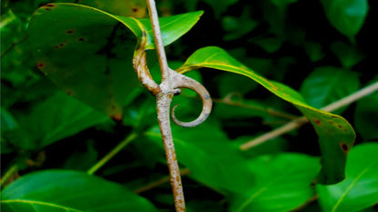 LIONS MANE MUSHROOM: Help boost MEMORY & FOCUS, calm anxiety, paired with Cats Claw Tea for arthritis
