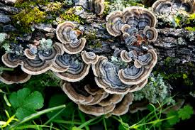 TURKEY TAIL MUSHROOM> helps improve immunity and to prevent UTI's. A great source of energy!